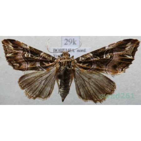 Callopistria juventina (Stoll, 1782) Roztropnica młodzianka Czech29k